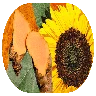 Meriva Curcumin
