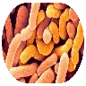 LP299V Probiotic