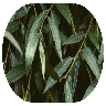 White Willow Bark