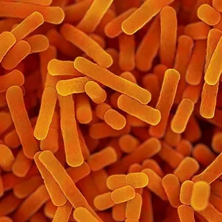 Bifidobacterium lactis Bl-04