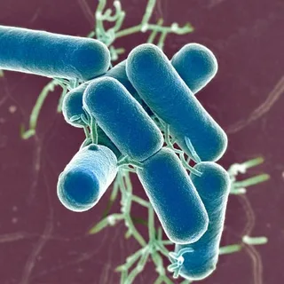Lactobacillus rhamnosus GG