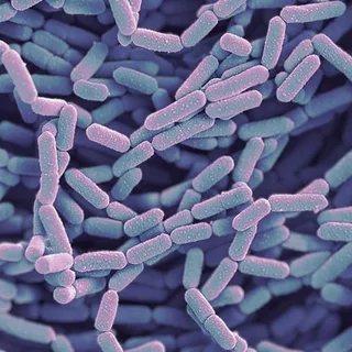 Lactobacillus rhamnosus HN001