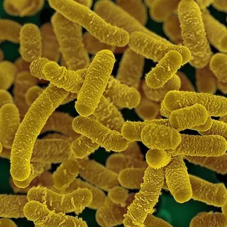 Bifidobacterium lactis HN019