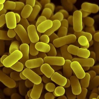 Lactobacillus acidophilus La-14