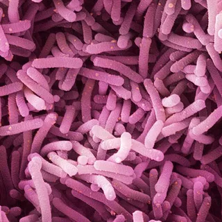 Lactobacillus paracasei LPC-37
