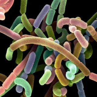 Lactobacillus rhamnosus Lr-32